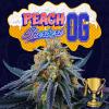 PERFECT TREE SEEDS - PEACH SHERBERT OG FEM - 6 SEMI + 3 LH2P OMAGGIO