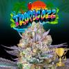 PERFECT TREE SEEDS - TROPIC'OZZ FEM - 6 SEMI + 3 LH2P OMAGGIO