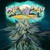 PERFECT TREE SEEDS - Zaïzaï FEM - 6 SEMI + 3 LH2P OMAGGIO
