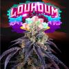 PERFECT TREE SEEDS - LOUKOUM FEM - 6 SEMI + 3 LH2P OMAGGIO