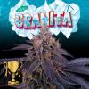 PERFECT TREE SEEDS - GRANITA FEM - 6 SEMI + 3 LH2P OMAGGIO