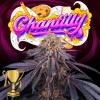 PERFECT TREE SEEDS - CHANTILLY FEM - 6 SEMI + 3 LH2P OMAGGIO
