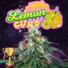 PERFECT TREE SEEDS - LEMON CURD FEM - 6 SEMI + 3 LH2P OMAGGIO