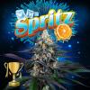 PERFECT TREE SEEDS - SPRITZ FEM - 6 SEMI + 3 LH2P OMAGGIO