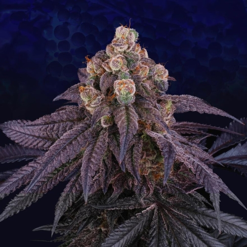 PERFECT TREE SEEDS - RED RED WINE  FEM - 6 SEMI + 3 LH2P OMAGGIO