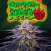 PERFECT TREE SEEDS - ROTTEN APPLE  FEM - 6 SEMI + 3 LH2P OMAGGIO