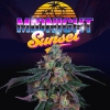 PERFECT TREE SEEDS - MIDNIGHT SUNSET FEM - 6 SEMI + 3 LH2P OMAGGIO