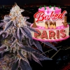 PERFECT TREE SEEDS - BAKED IN PARIS FEM - 6 SEMI + 3 LH2P OMAGGIO