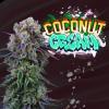 PERFECT TREE SEEDS - COCONUT CREAM FEM - 6 SEMI + 3 COCO MILK OMAGGIO