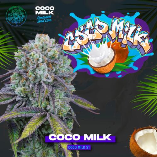 PERFECT TREE SEEDS - LEMON COCONUT FAT BOMB FEM - 6 SEMI + 3 COCO MILK OMAGGIO