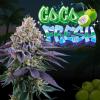 PERFECT TREE SEEDS - COCO FRESH  FEM - 6 SEMI + 3 COCO MILK OMAGGIO