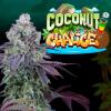 PERFECT TREE SEEDS - COCONUT CHALICE FEM - 6 SEMI + 3 COCO MILK OMAGGIO