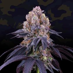 PERFECT TREE SEEDS - LEMON COCONUT FAT BOMB FEM - 6 SEMI + 3 COCO MILK OMAGGIO