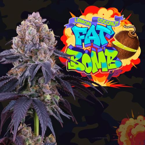 PERFECT TREE SEEDS - LEMON COCONUT FAT BOMB FEM - 6 SEMI + 3 COCO MILK OMAGGIO