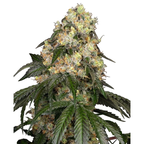 WHITE LABEL - WHITE BISCOTTI OG XXL FEM - 10+4 SEEDS