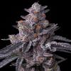 BARNEY'S FARM - ZILLIONS STRAIN FEMMINIZZATA - 3 SEMI