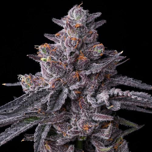 BARNEY'S FARM - ZILLIONS STRAIN FEMINIZED - 10 SEEDS