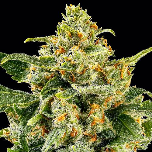 BARNEY'S FARM - SKUNK #1 STRAIN FEMMINIZZATA - 25 SEMI