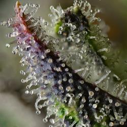BARNEY'S FARM - SKUNK #1 STRAIN FEMMINIZZATA - 25 SEMI