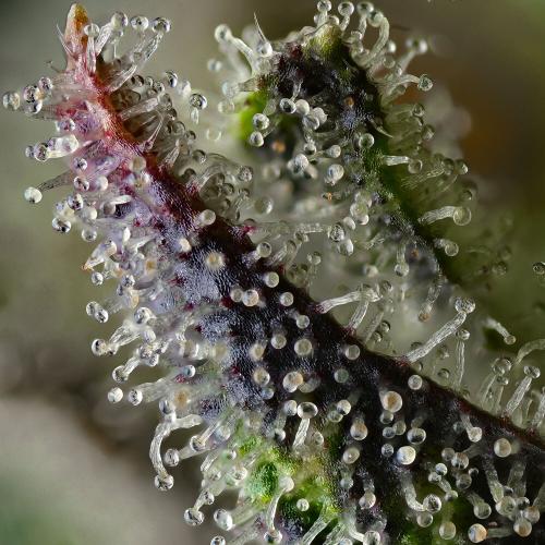 BARNEY'S FARM - SKUNK #1 STRAIN FEMMINIZZATA - 25 SEMI