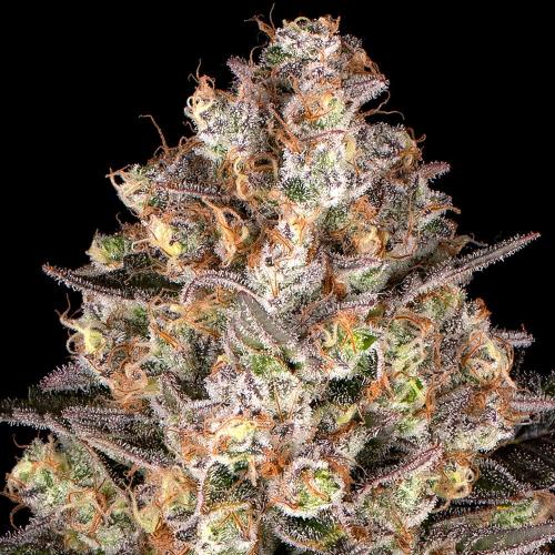 BARNEY'S FARM - HINDU KUSH STRAIN FEMMINIZZATA - 3 SEMI