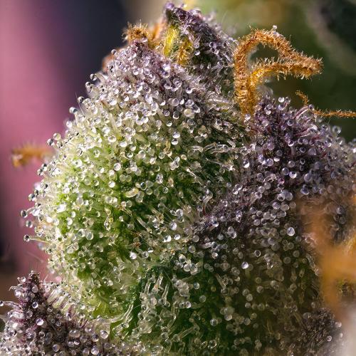 BARNEY'S FARM - HINDU KUSH STRAIN FEMMINIZZATA - 3 SEMI