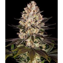 BARNEY'S FARM - HINDU KUSH STRAIN FEMMINIZZATA - 3 SEMI