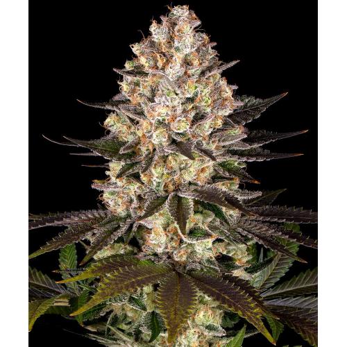 BARNEY'S FARM - HINDU KUSH STRAIN FEMMINIZZATA - 3 SEMI