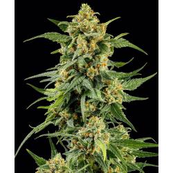 BARNEY'S FARM - SKUNK #1 STRAIN FEMMINIZZATA - 25 SEMI