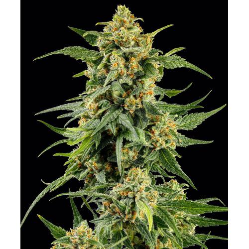 BARNEY'S FARM - SKUNK #1 STRAIN FEMMINIZZATA - 25 SEMI
