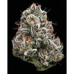 BARNEY'S FARM X BACKPACKBOYZ - BLACK CHERRY GUSHERS - 5 SEMI