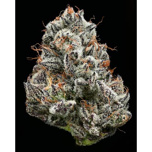 BARNEY'S FARM X BACKPACKBOYZ - BLACK CHERRY GUSHERS - 5 SEMI