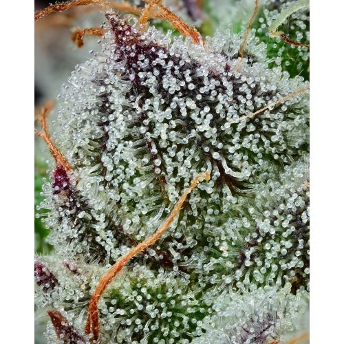 BARNEY'S FARM X BACKPACKBOYZ - BLACK CHERRY GUSHERS - 5 SEMI
