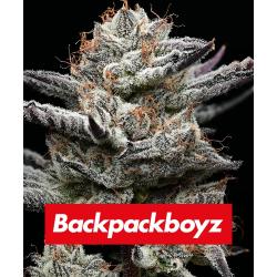 BARNEY'S FARM X BACKPACKBOYZ - BLACK CHERRY GUSHERS - 5 SEMI