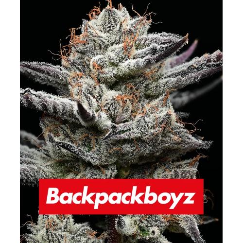 BARNEY'S FARM X BACKPACKBOYZ - BLACK CHERRY GUSHERS - 5 SEMI