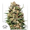 DUTCH PASSION - SKUNK #1 REGULAR - 10 SEEDS