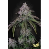 PARADISE SEEDS - VELVET MIST FEM - 3 SEMI 