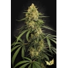 PARADISE SEEDS - ZESTY BLISS FEM - 3 SEMI 