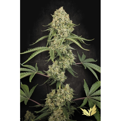 PARADISE SEEDS - TROPICAL FRUIT CAKE FEM - 3 SEMI 