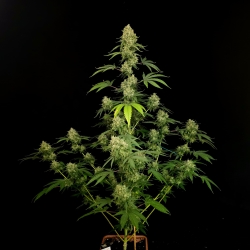 PARADISE SEEDS - TROPICAL FRUIT CAKE FEM - 3 SEMI 
