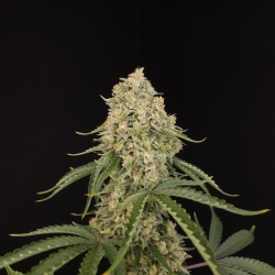 PARADISE SEEDS - TROPICAL FRUIT CAKE FEM - 3 SEMI 