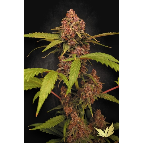 PARADISE SEEDS - BANANA PURPLE AUTO - 3 SEMI 