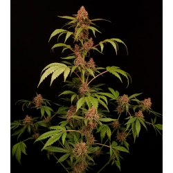 PARADISE SEEDS - BANANA PURPLE AUTO - 3 SEMI 