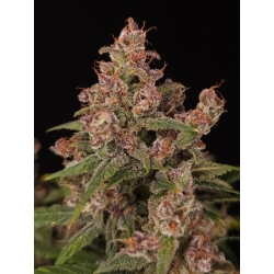 PARADISE SEEDS - BANANA PURPLE AUTO - 3 SEMI 