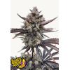 FAST BUDS - BANANA PURPLE PUNCH AUTO RF3 - 5 SEEDS