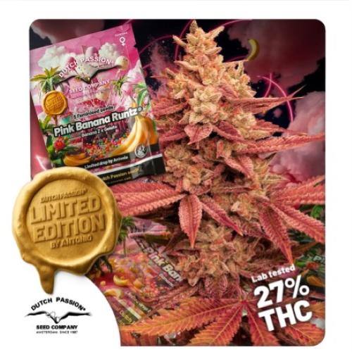 DUTCH PASSION - PINK BANANA RUNTZ FEM - 5 SEMI - LIMITED EDITION