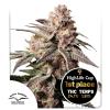 DUTCH PASSION - SLUSH MINT CAKE ® FEM - 10 SEEDS