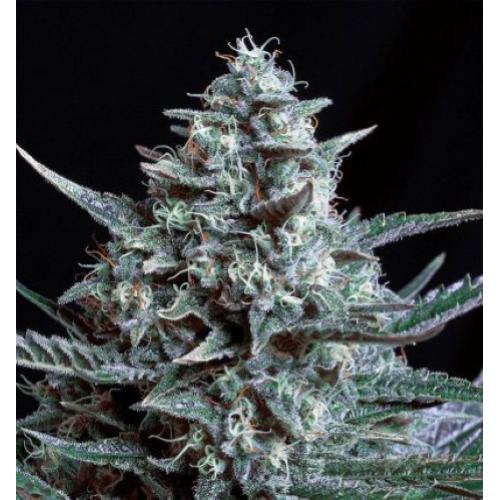 GENEHTIK - BLUBONIK AUTO - 1 SEED