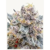 FAST BUDS - CHERRY COLA AUTO RF3 - 5 SEMI