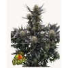 FAST BUDS - GUAVA AUTO RF3 - 5 SEEDS